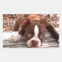 Boston Terrier Sticker