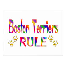 Boston Terriers Rule Postcard