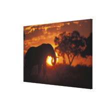 Botswana, Chobe National Park, Bull Elephant Canvas Prints