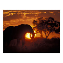 Botswana, Chobe National Park, Bull Elephant Post Cards
