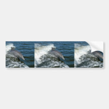 Bottlenose dolphin bumper stickers