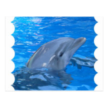 Bottlenose Dolphin Postcard
