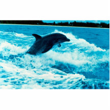 Bottlenose dolphin (Tursiops truncatus), Bahama Is Acrylic Cut Out