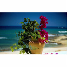 Bougainvillea, Baja, Mexico Photo Sculpture