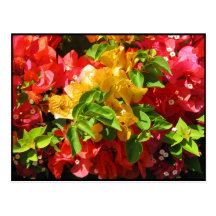 Bougainvillea Blossoms Postcards