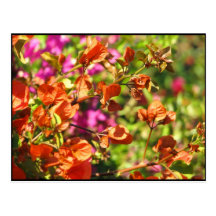 Bougainvillea Branches Post Card