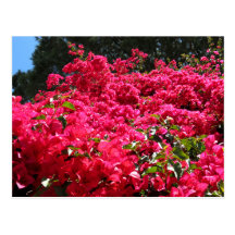 Bougainvillea Field Post Card