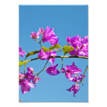 Bougainvillea Photograph