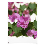 Bougainvillea Photographic Print