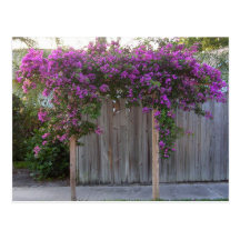 Bougainvillea Postcard