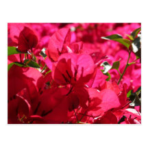 Bougainvillea Postcards