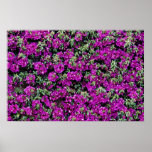 Bougainvillea wall flower  flowers poster
