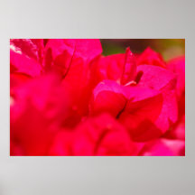Bougainvilleas Poster
