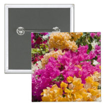 Bouganvilleau, Cayman Brac, Cayman Islands, Buttons