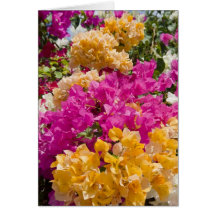Bouganvilleau, Cayman Brac, Cayman Islands, Greeting Cards