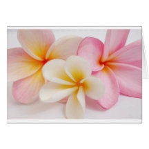 bouquet of frangipanis cards