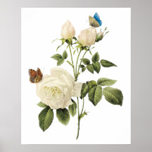 Bouquet of White Roses with Butterflies Poster