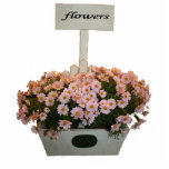 Box of daisies photo cut out
