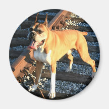 Boxer dog on Railroad Track Magnet