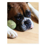 Boxer Dog Postcards