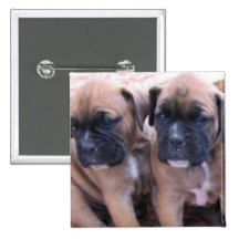 Boxer puppies button