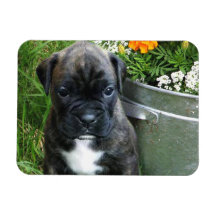 Boxer puppy vinyl magnets