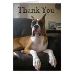 Boxer, Thank You Cards