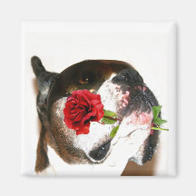 Boxer with Red Rose Magnet