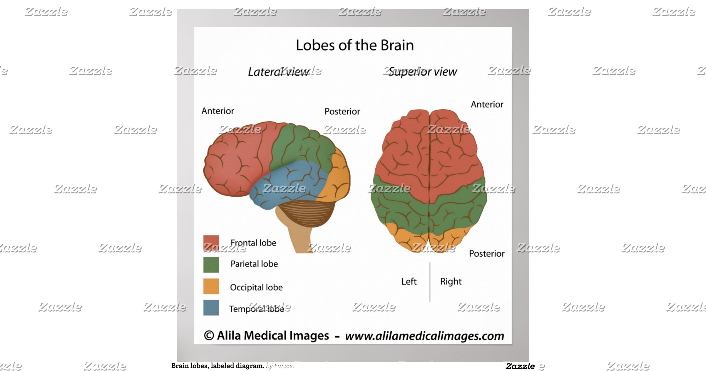 Brain lobes, labelled diagram. poster | Zazzle