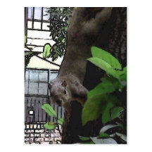 Brave New Squirrel Post Cards