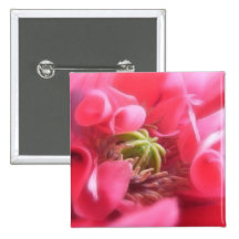 Breadseed Poppy - Papaver Somniferum Pin