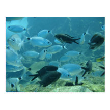 Bream School Postcard