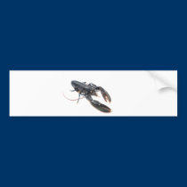 Breton lobster bumper stickers