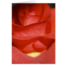 Brick Red Rose Note Card
