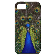 Bright girly pretty peacock bird nature animal iPhone 5 cover