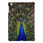 Bright girly pretty peacock bird nature photograph