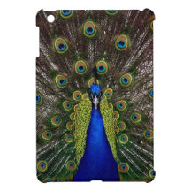 Bright girly pretty peacock bird nature photograph