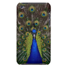 Bright girly pretty peacock bird nature photograph iPod Case-Mate cases