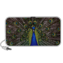 Bright girly pretty peacock bird nature photograph PC speakers