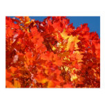 Bright Orange Autumn Leaves postcards Fall Trees
