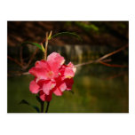 Bright Pink Flower Near Water Post Cards