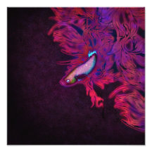Bright Pink, Purple, and Blue Beta Fish Photo Art