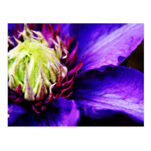 Bright Purple clematis flower art postcard