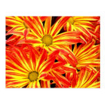 Bright Red and Yellow Flowers Postcard