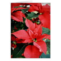 Bright Red Christmas Poinsettia cards