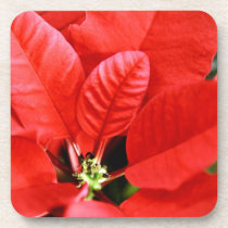 Bright Red Christmas Poinsettia cork coasters
