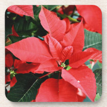 Bright Red Christmas Poinsettia cork coasters