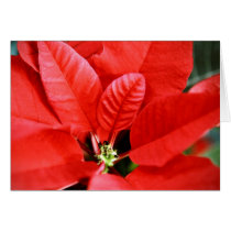 Bright Red Christmas Poinsettia cards