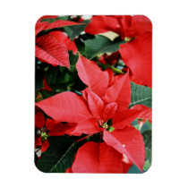 Bright Red Christmas Poinsettia magnets