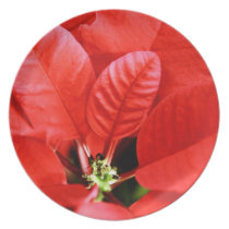Bright Red Christmas Poinsettia plates